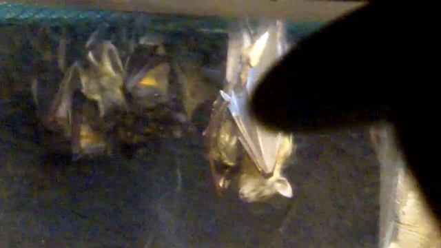 nursing bats at the zoo смотреть онлайн