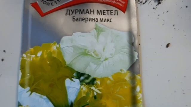 ДУРМАН ( датура ) , сажаю ,пикирую . смотреть онлайн