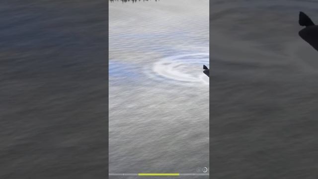 Трофей Голец Арктический / Russian fishing 4 / #рр4 / Нижняя Тунгуска смотреть онлайн