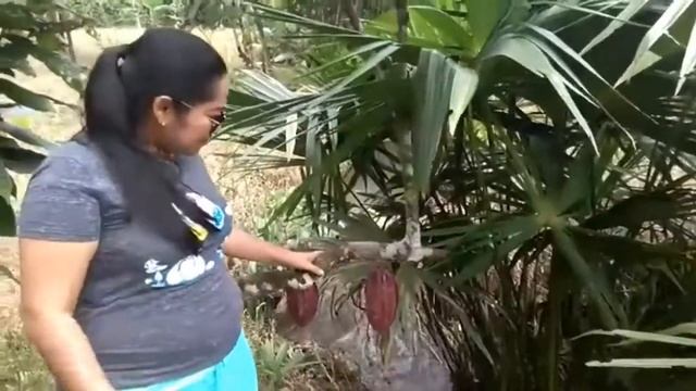 El Manantial en Parroquia de Patricia Pilar en Prov, de los Rios смотреть онлайн