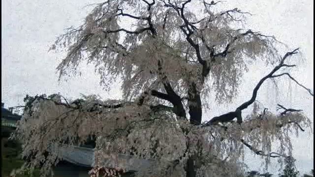 MADAMA BUTTERFLY - "La Scala 17/02/1904" смотреть онлайн