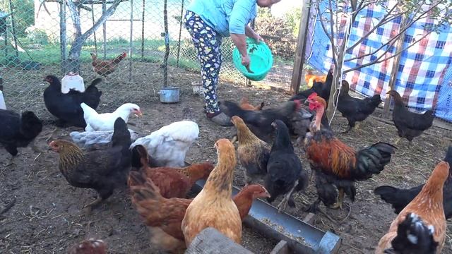 Делаем навесы🍓Любит свою работу😊Лак пригодился👍Свой дом🏡 смотреть онлайн