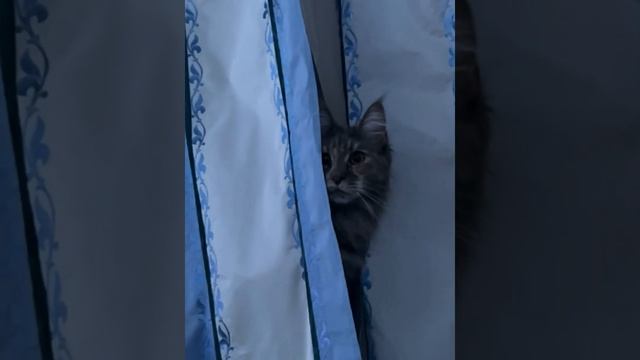 МейнКун разведчик смотреть онлайн