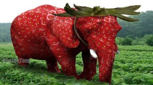Strawberry Elephant