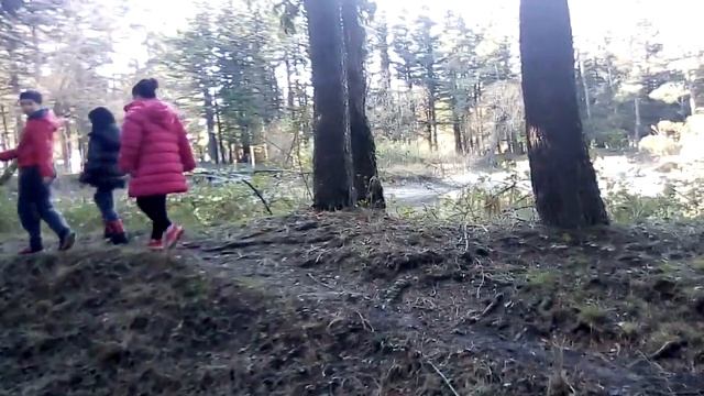 экскурсия по лесу. смотреть онлайн