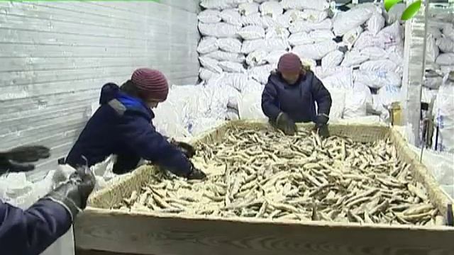 За зиму тазовские рыбаки добыли около 300 тонн живого серебра смотреть онлайн