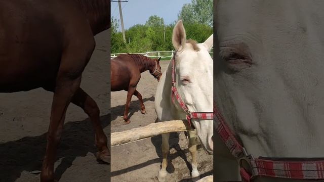 Белгород.Конноспортивная школа БелГУ. Это две конюшни на 40 лошадей разных пород. смотреть онлайн