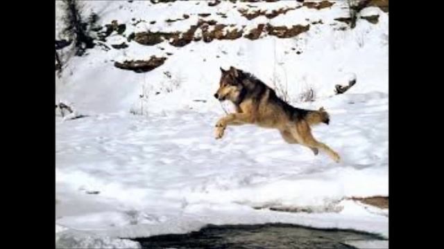 Nijla (Tidligere Gumpe) смотреть онлайн