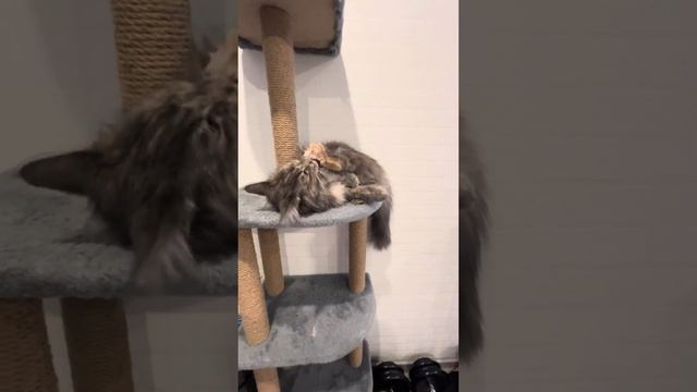 Кошка Мейнкун и кошачья мята смотреть онлайн