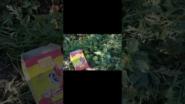 секрет Робин рэд robin red 2.0 раскрыт