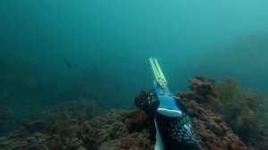ЖИРНАЯ КЕФАЛЬ. ПОДВОДНАЯ ОХОТА В ЧЕРНОМ МОРЕ