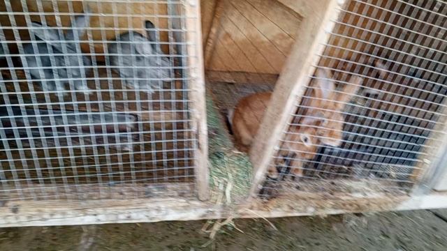 побег из клетки