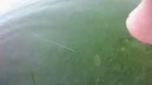 Цимлянское водохранилище жор сома.