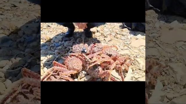 Ловля краба на краболовку от Mr. Musurok смотреть онлайн