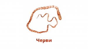 6. Черви