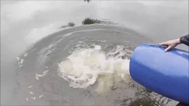 Зарыбление клариевым сомиком. 100кг. Клёвое место лосиный остров смотреть онлайн