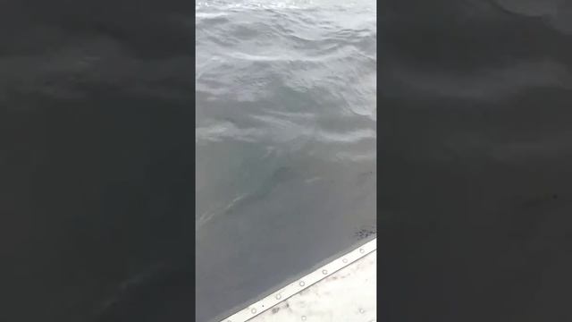 ловля щуки 7.5 kgr на резинку смотреть онлайн