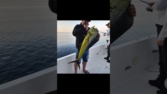 Рыбалка на Махи-Махи в Фуджейре с компанией Arabian Sea Fish Charters смотреть онлайн