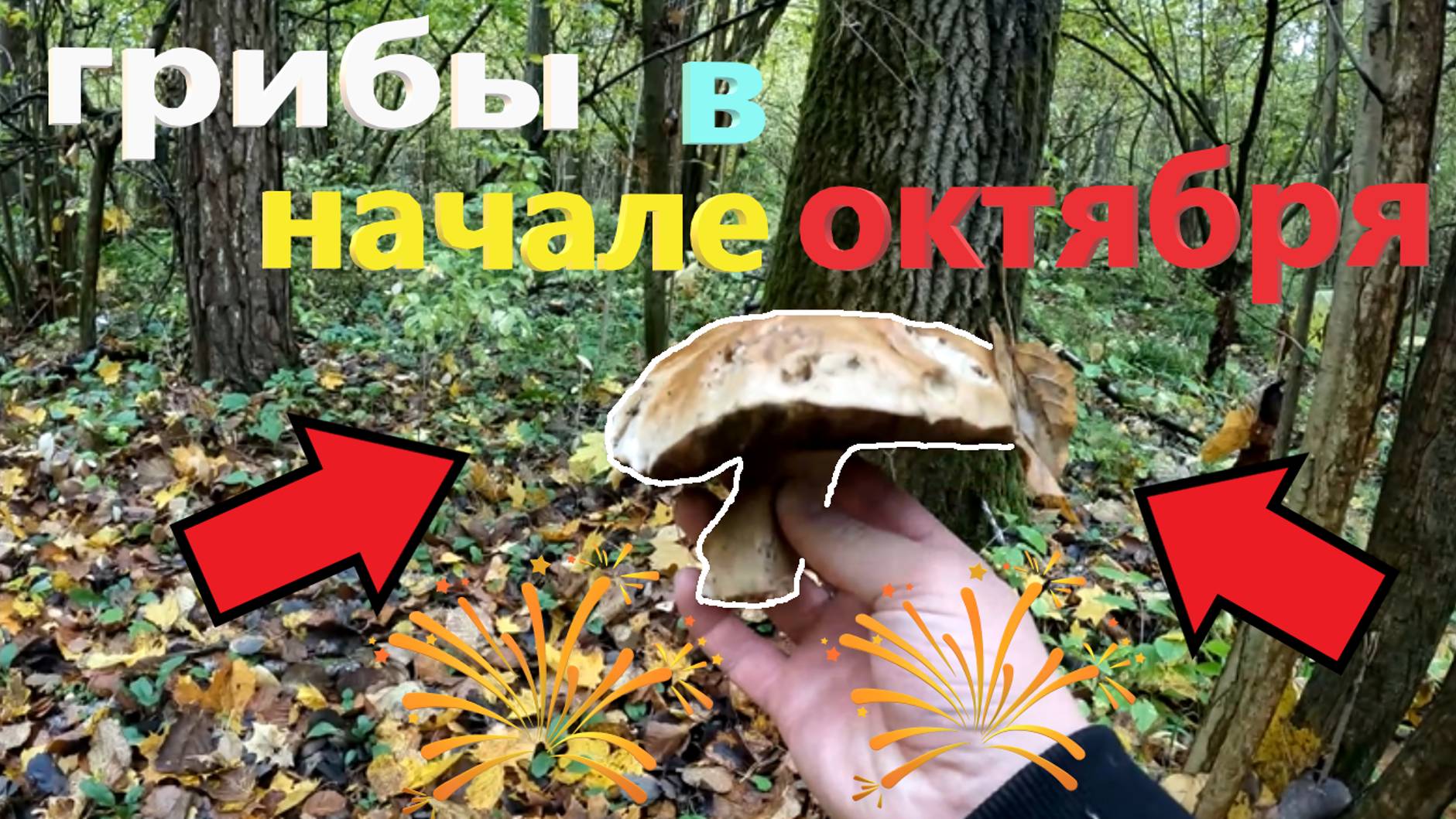 Есть ли ГРИБЫ в ПОДМОСКОВЬЕ в НАЧАЛЕ ОКТЯБРЯ после обильных дождей? Грибы в Подмосковье 5 октября!!! смотреть онлайн