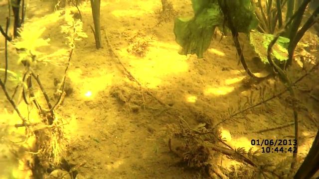 поведение рака под водой смотреть онлайн