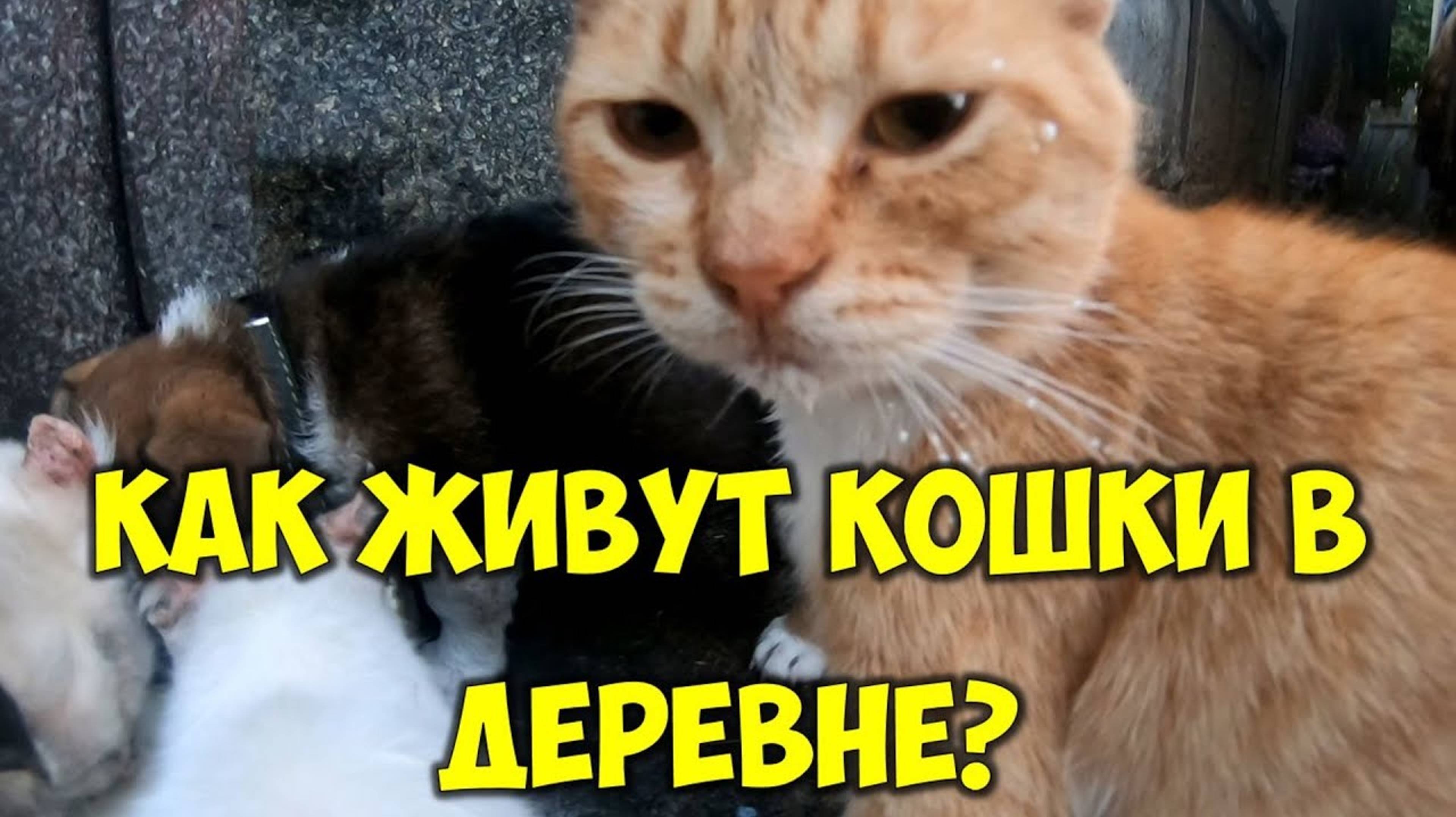 Как живут кошки в деревне взрослые кошки и котята 😺 Кошачья жизнь в селе смотреть онлайн
