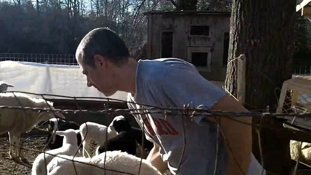 East Friesian Sheep, Friesian Sheep, East Friesian dairy sheep, Karras Farm смотреть онлайн