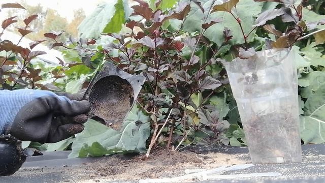 Черенкование в шарах