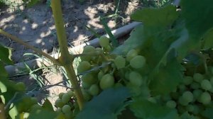 ВИНОГРАД-"САШЕНЬКА"НА 11.07.2016Г.