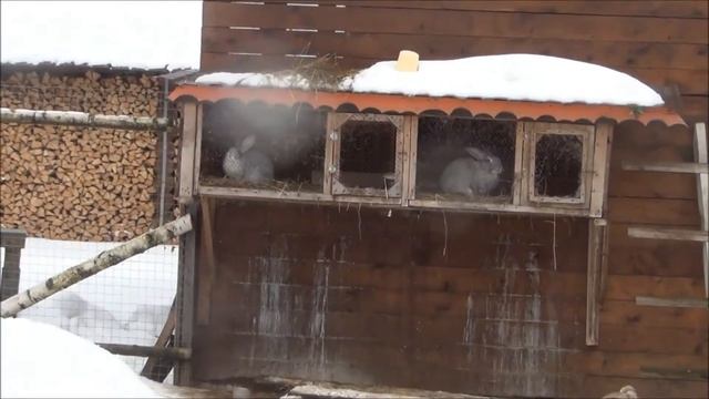 Фермерское хозяйство на базе отдыха "Новый Ковчег" озеро Селигер смотреть онлайн