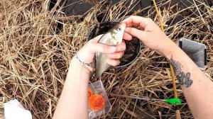 Рыбалка методом Херабуна вечером на обычном водоеме на слабом течении . Лещ ( подлещик ) и Карась .