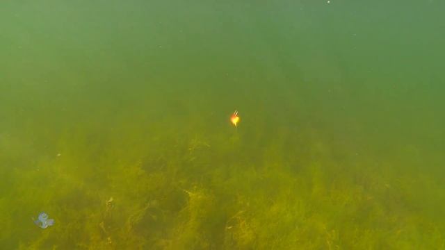 Rapala Rattlin' Rapala - Crankbait Lipless - Unbaised Bait Review By Fish Soup