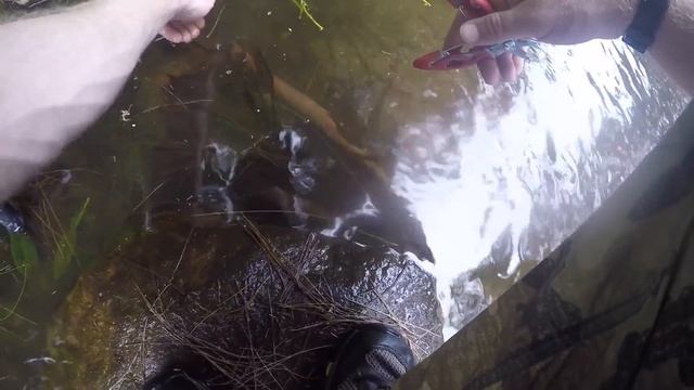 Swimbaiting Australian Bass in creeks смотреть онлайн
