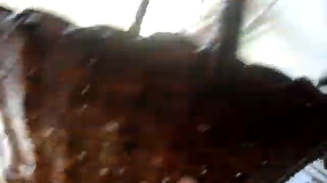 MOV06589 смотреть онлайн
