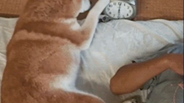 ЗАБАВНЫЕ ПЁСЕЛИ смотреть онлайн