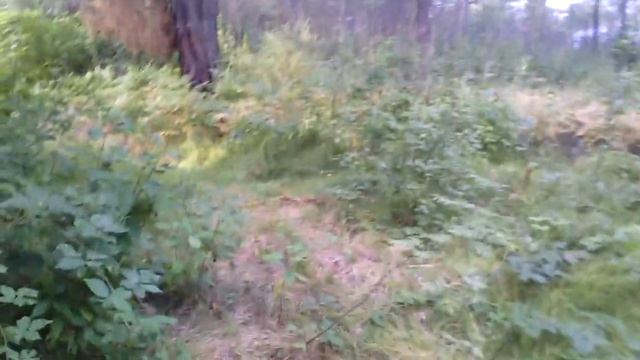 Мисия-проверка привады на медведя смотреть онлайн