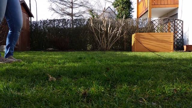 Jack Russell Monty spielt mit Karlie Reizangel смотреть онлайн