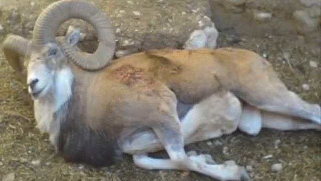 Khosrow Arjmandi - Asare Azita Ghahreman-Video.wmv смотреть онлайн