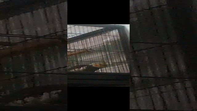 попугайчики смотреть онлайн