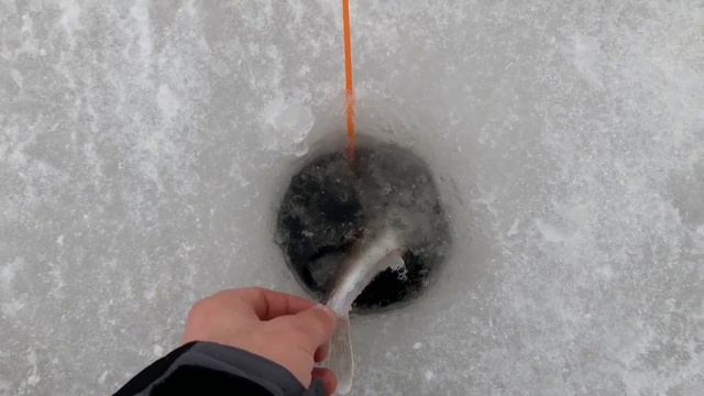 Открываю зимний рыболовный сезон по судаку 2023 - 2024 смотреть онлайн