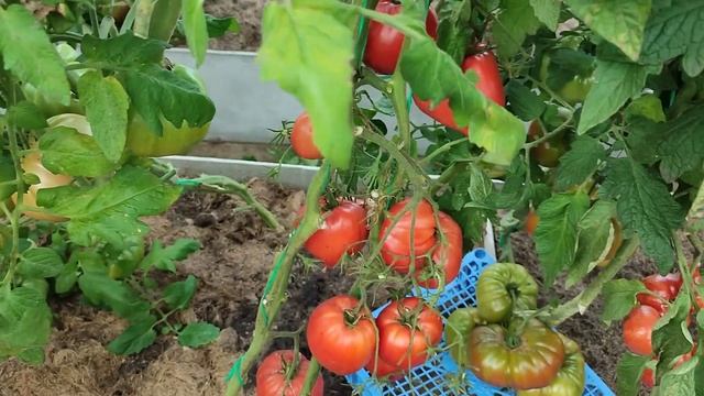 Обзор новых сортов томатов 2023г.(часть 2) смотреть онлайн