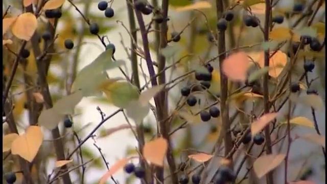 Метеорологический кирпич смотреть онлайн