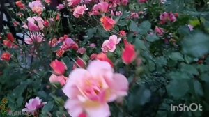 Роза Джаз в зеркальной клумбе!