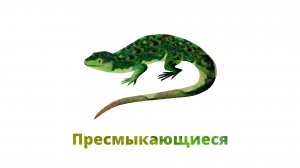 14. Пресмыкающиеся