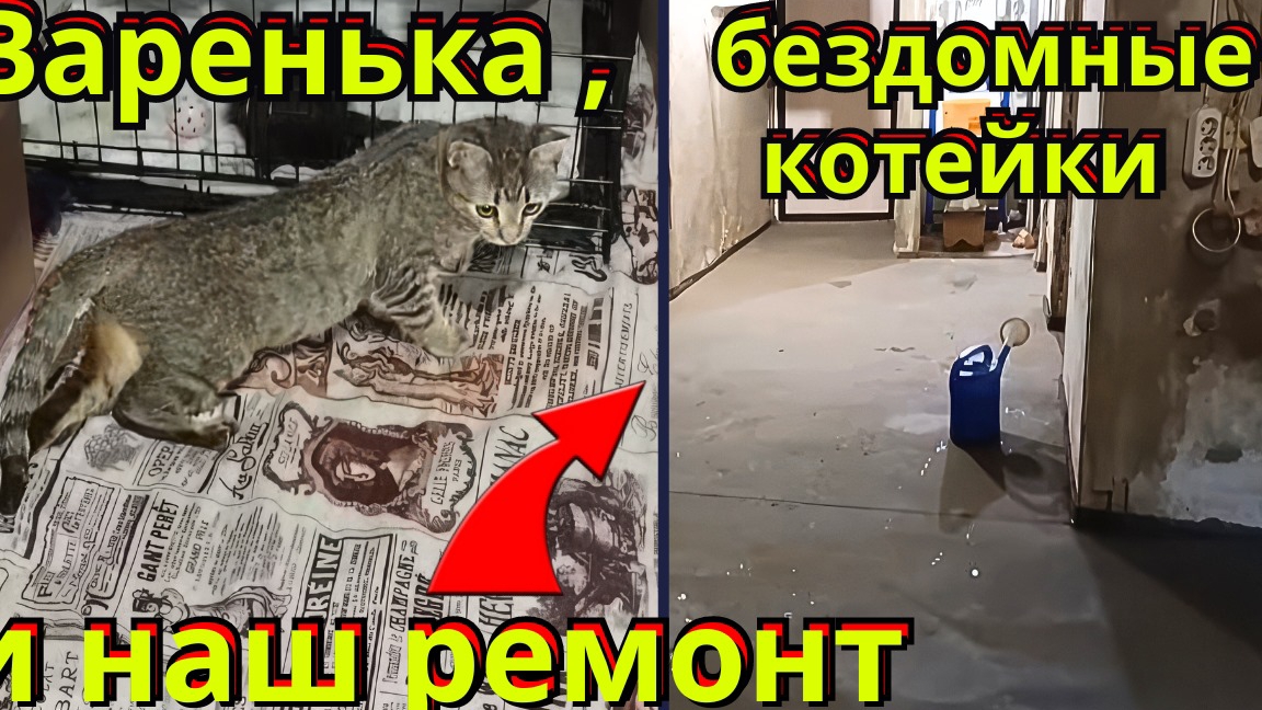 Варенька, бездомные котейки и наш ремонт. смотреть онлайн