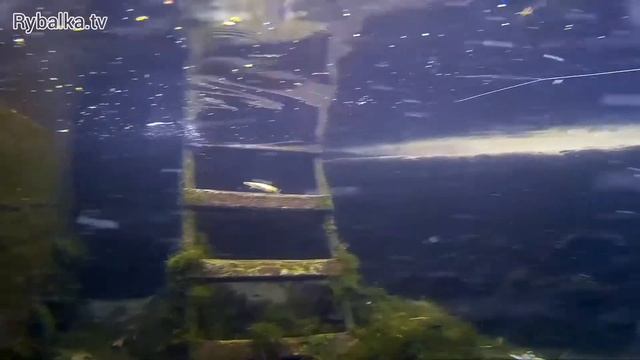 Воблер Jackall Mag Squad Подводная съемка Underwater смотреть онлайн