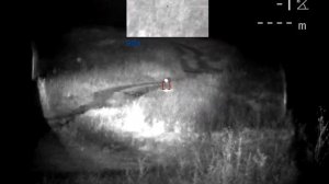 Шакалы бегут на манок Нордик Предатор - крик раненного зайца