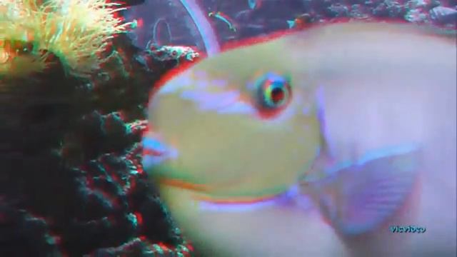 AKVARIET I BERGEN 3D Аквариум в Бергене 3D смотреть онлайн