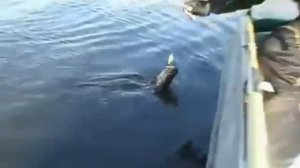 Ловля щуки зимой  Bebi Giron от Jackall