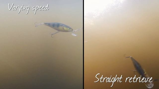 ***SALMO EXECUTOR***