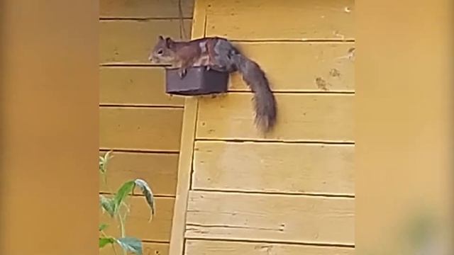 Птичка рыжая прилетела... смотреть онлайн